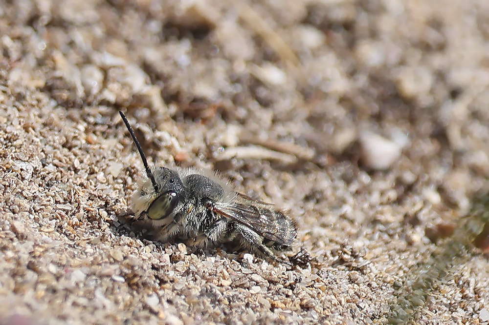Silvery leafcutter bee